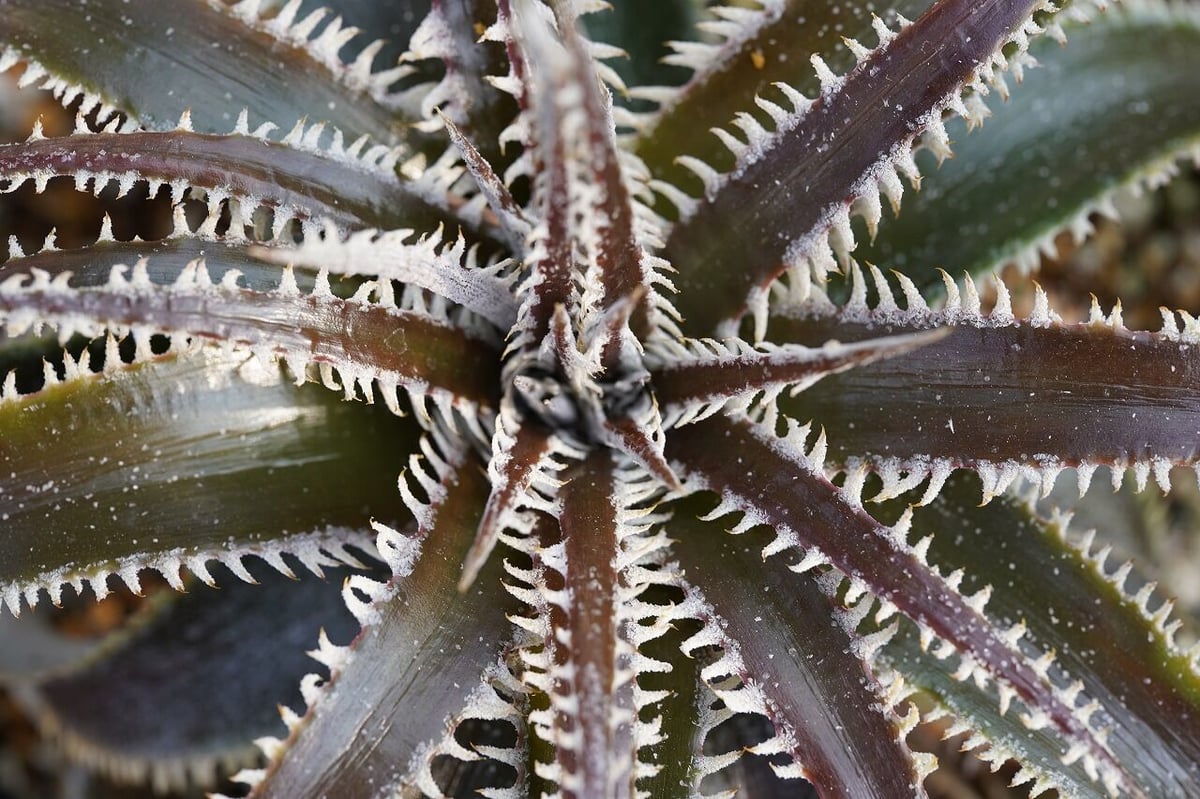その他観葉植物 Dyckia tracking Dyckia tracking code FWF | mana's farm:塊根植物・アガベ