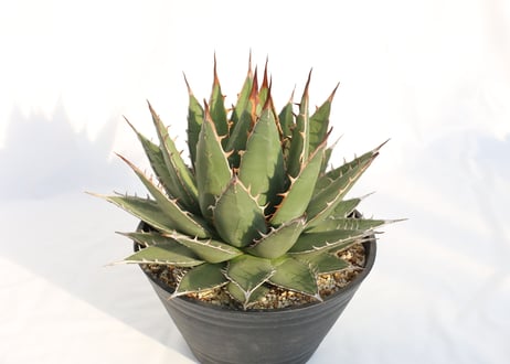 Agave purpusorum  選抜株
