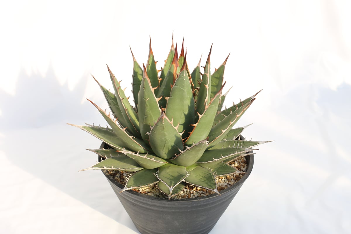 鋸歯がピース✌️❣️ US産現地球アガベユタエンシスエボリスピナ陽炎