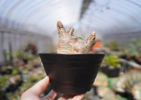パキポディウム マカイエンセ　Pachypodium makayense　No.2