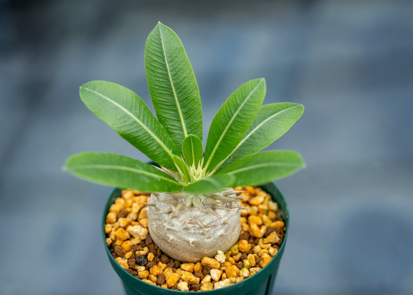 パキポディウム レウコキサンツム | mana's farm:塊根植物・アガベ