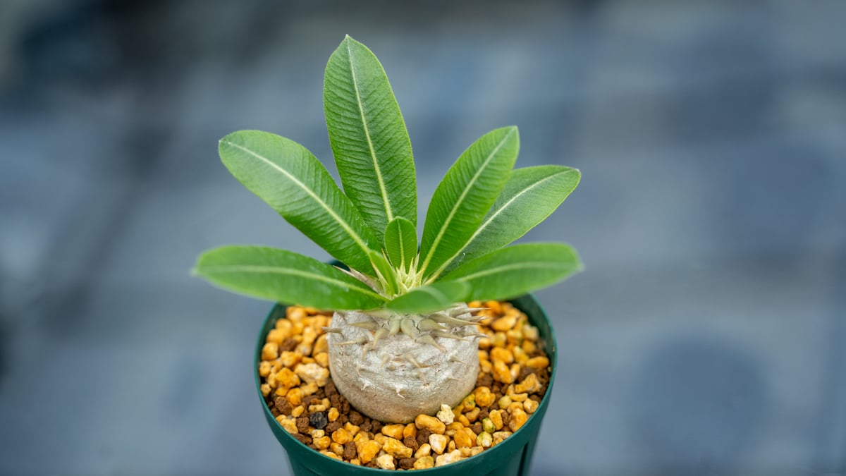 パキポディウム　レウコキサンツム パキポディウム レウコキサンツム | mana's farm:塊根植物