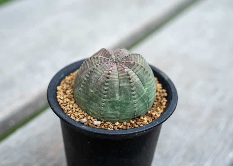 ユーフォルビア オベサ | mana's farm:塊根植物・アガベ・ドライ