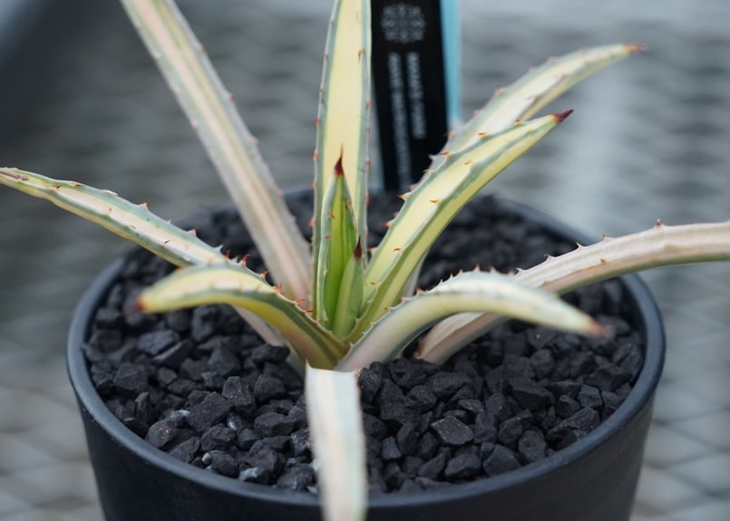 アガベ マクロアカンサ錦 中縞斑 大株