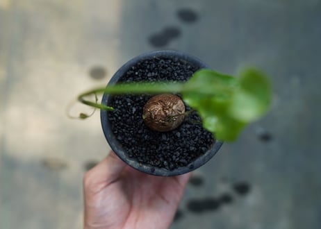 亀甲竜　Dioscorea elephantipes No.1