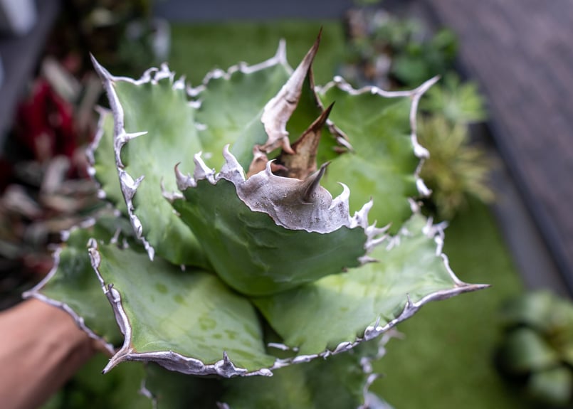 Agave White flame 白火焔 | mana's farm:塊根植物・アガベ・ドラ