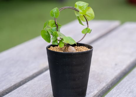 亀甲竜　mana's farm実生