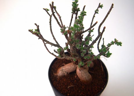 姫紅小松　Trichodiadema bulbosum