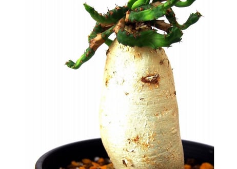 ユーフォルビア ステラータ 飛竜  Euphorbia stellata　№8