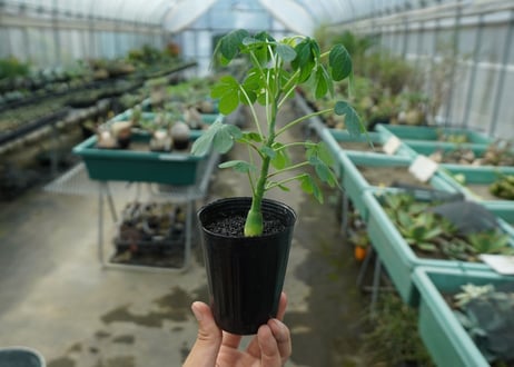 アデニア　グラウカ　Adenia glauca  No.4