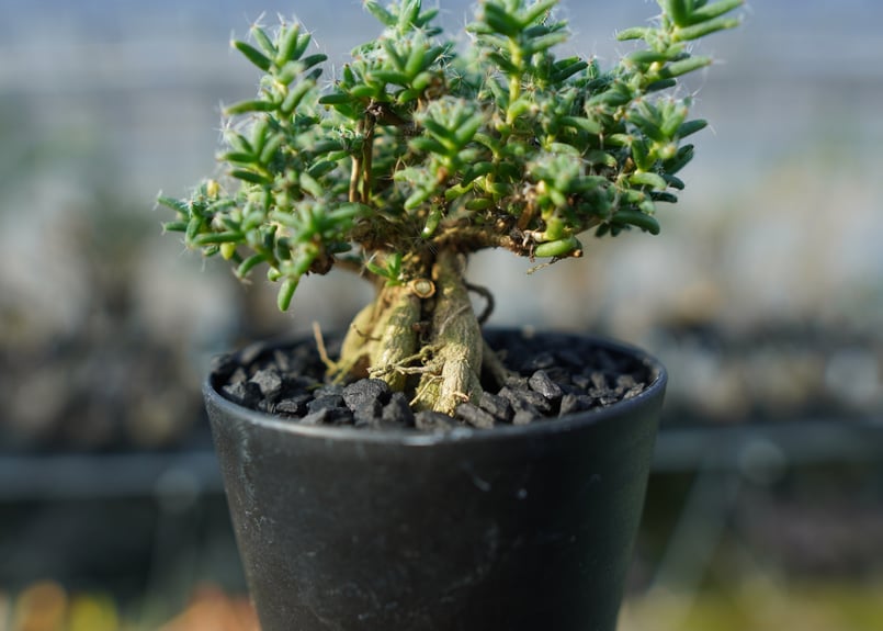 トリコディアデマ ステラツム Trichodiadema stellatum No.1 |