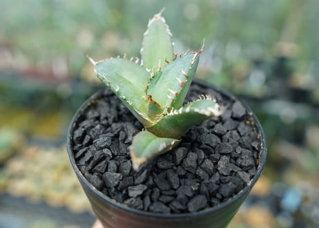 アガベ　チタノタ　FO-76　Agave titanota  FO-76　No.4