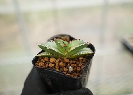 CATEGORY アガベ | mana's farm:塊根植物・アガベ・ドライガーデン植物