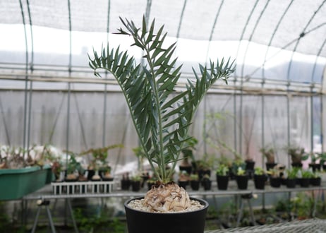 エンセファラルトス　 ホリダス　Encephalartos horridus　 NO.2