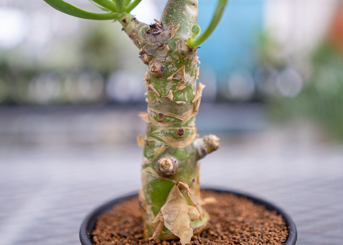 チレコドン パニクラータス 阿房宮 | mana's green:塊根植物販売 チレコドン パニクラータス 阿房宮 | mana's green:塊根植物販売