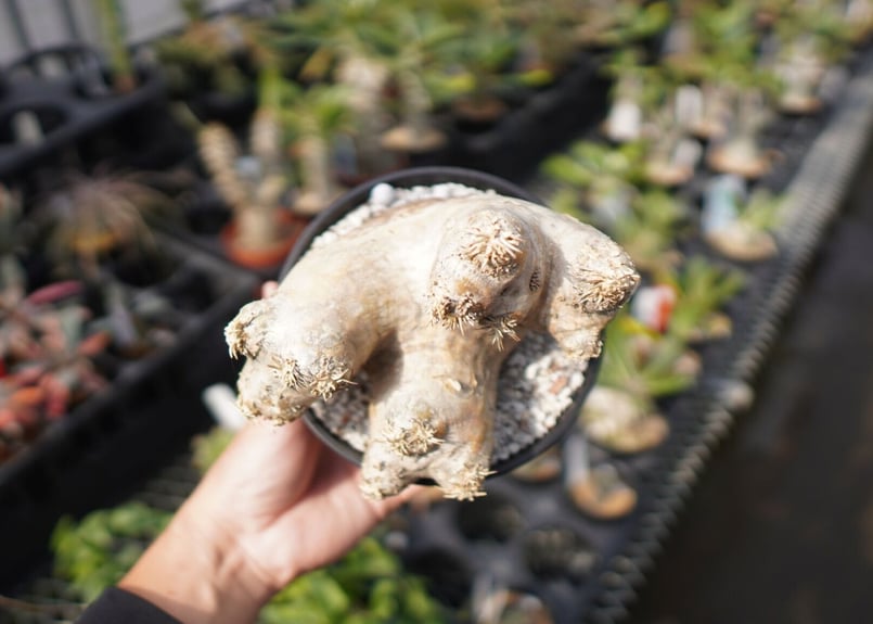 パキポディウム エブレネウム Pachypodium eburneum No.2 | mana