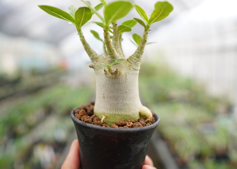 まるでご神木！】アデニウム スーパードワーフ タイ実生《1