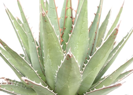Agave purpusorum