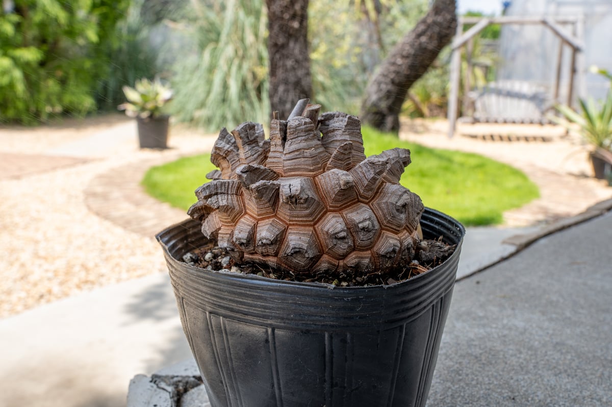 長谷川園芸産】亀甲竜 Dioscorea elephantipes 5寸 | mana's