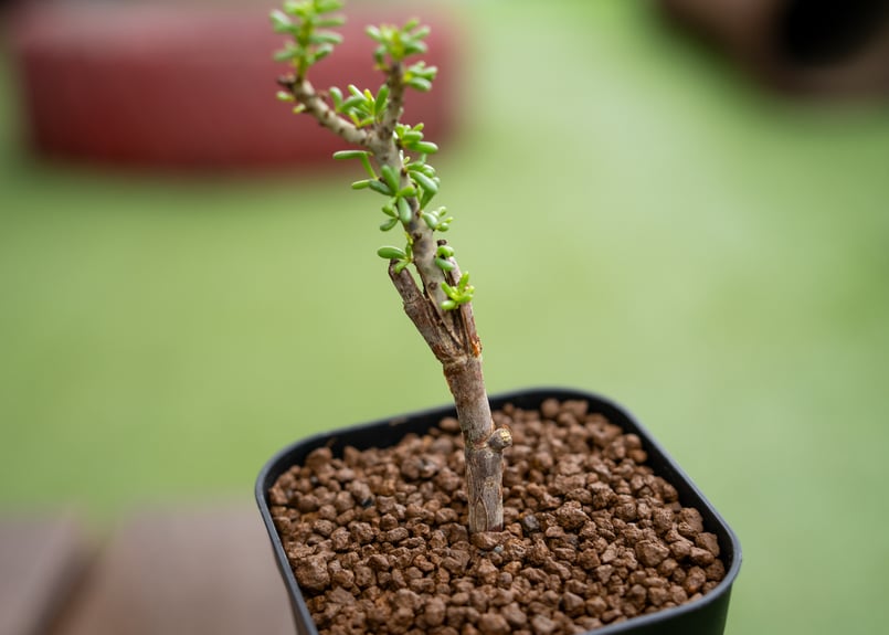 接木　ケラリア　ナマクエンシス ケラリア ナマクエンシス 接ぎ木 | mana's farm:塊根植物・アガベ