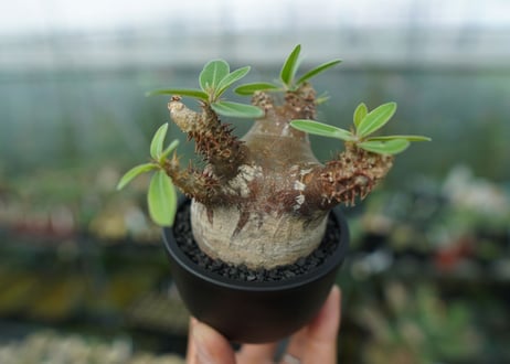 パキポディウム マカイエンセ　Pachypodium makayense　No.1