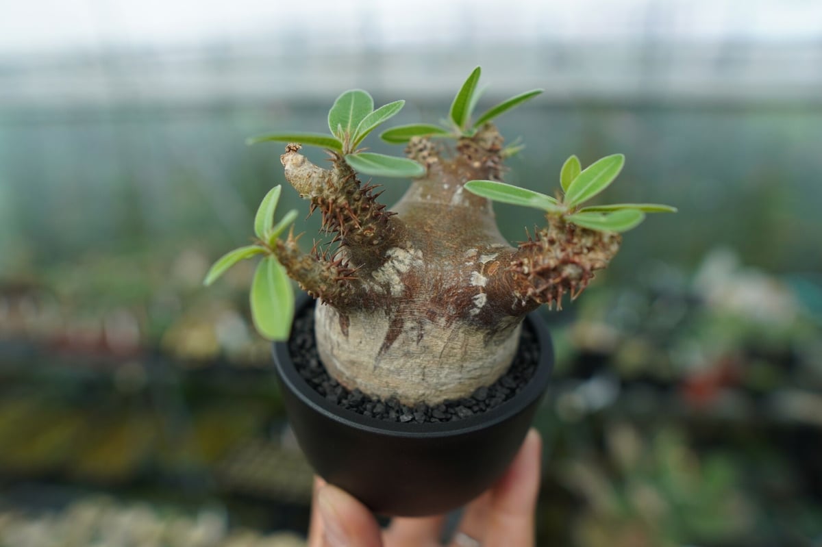 パキポディウム マカイエンセ Pachypodium makayense No.1 | man