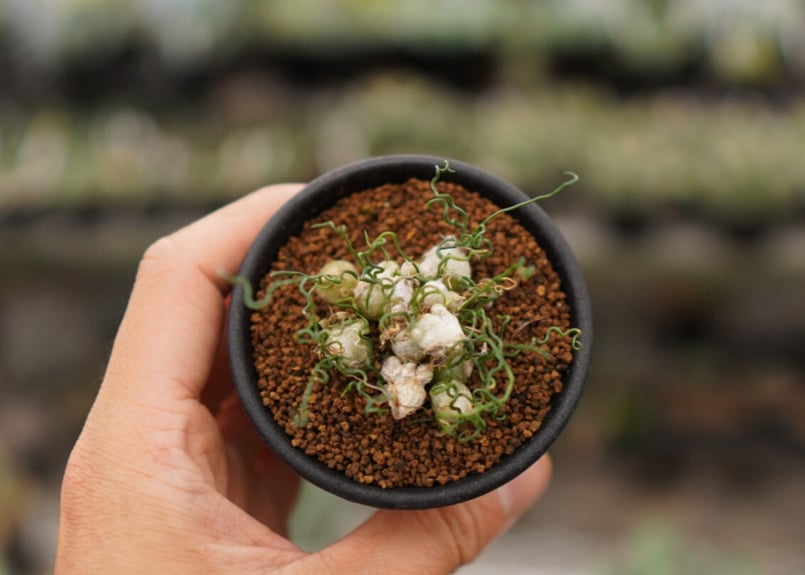 【9月中旬〜発送】オーニソガラム・トルツオスム 大玉球根2球 トルツオスム ② オーニソガラム ケープバルブ 球根植物 多肉