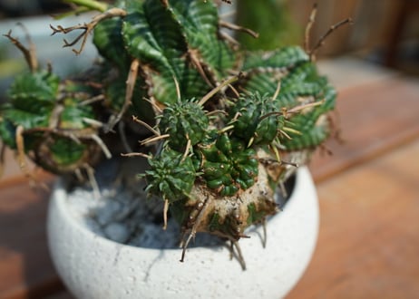 ユーフォルビア　バリダ Euphorbia valida