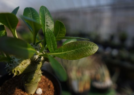 パキポディウムラメレイ台　恵比寿笑い接木　Pachypodium brevicaule