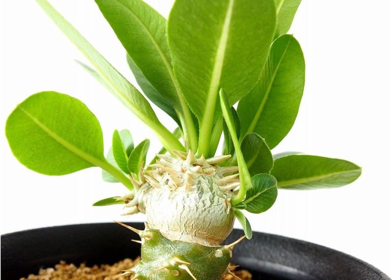 Pachypodium brevicaule albiflorum パキポディウム 恵比寿笑