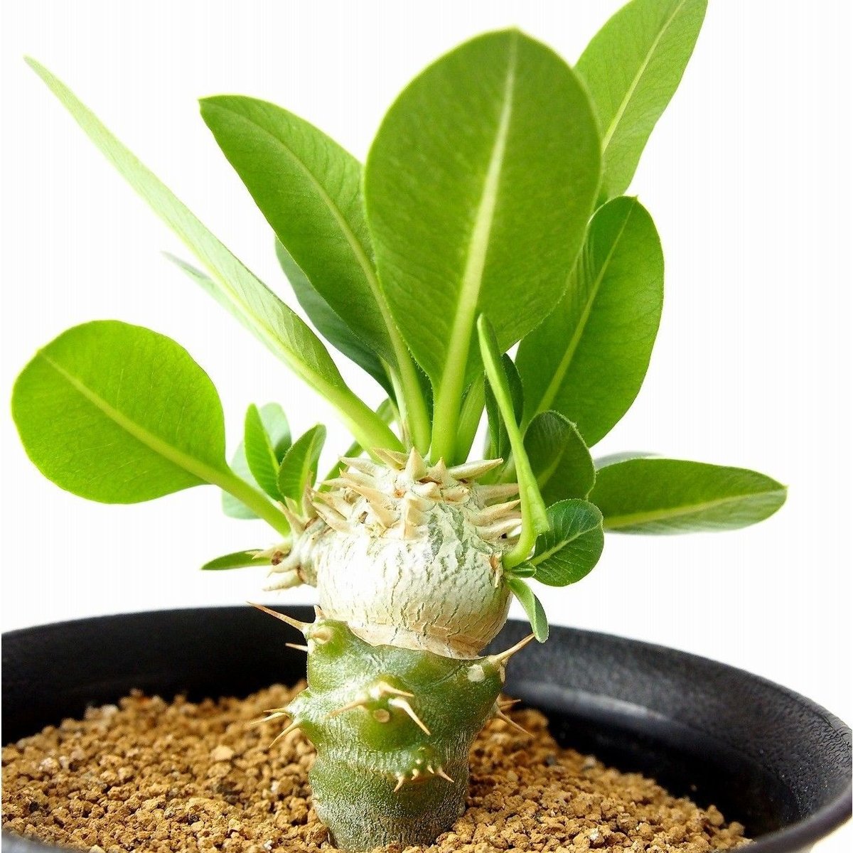 Pachypodium brevicaule albiflorum パキポディウム 恵比寿笑