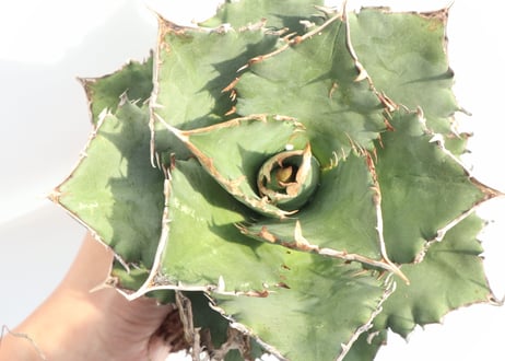 Agave titanota FO-76 compacta dwarf  no.1