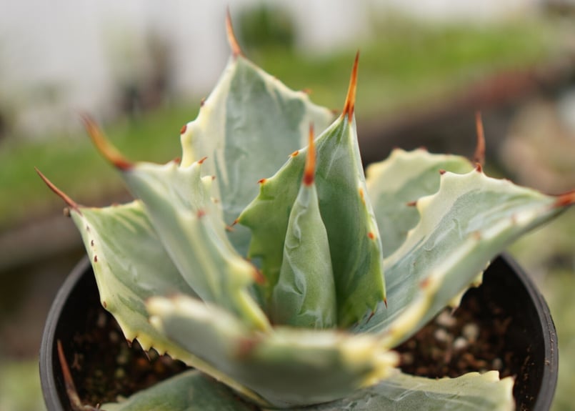 アガベ ポタトラム ペルシャフェルティー 怒雷神錦 NO.2 | mana's farm