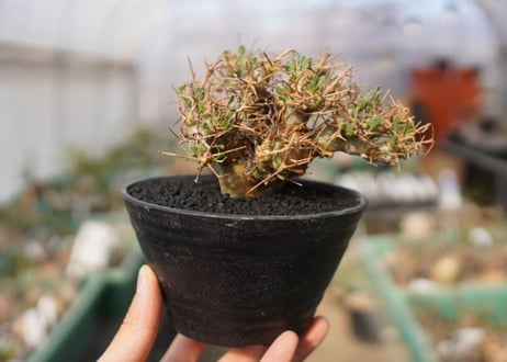 【発根済み】オトンナ・ユーフォルビオイデス　Othonna euphorbioides　No.1
