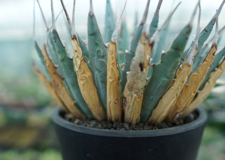 アガベ　ユタエンシス　Agave uthaensis　No.5