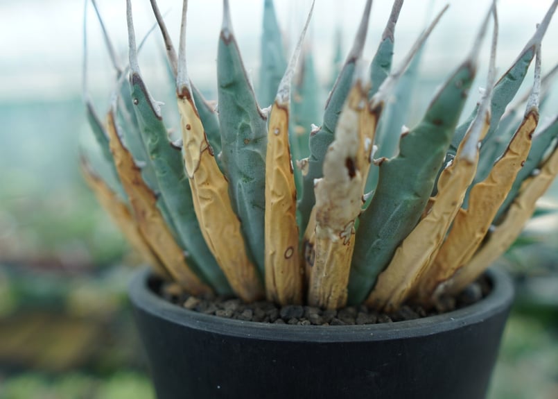 アガベ ユタエンシス Agave uthaensis No.5 | mana's farm:塊