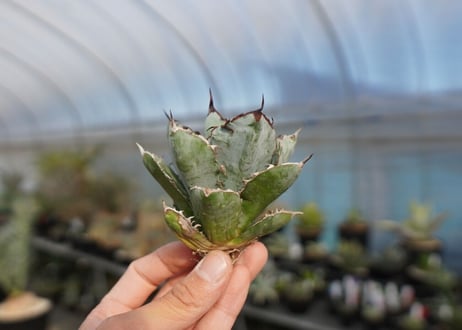agave titanota ブラック＆ブルー　No.9