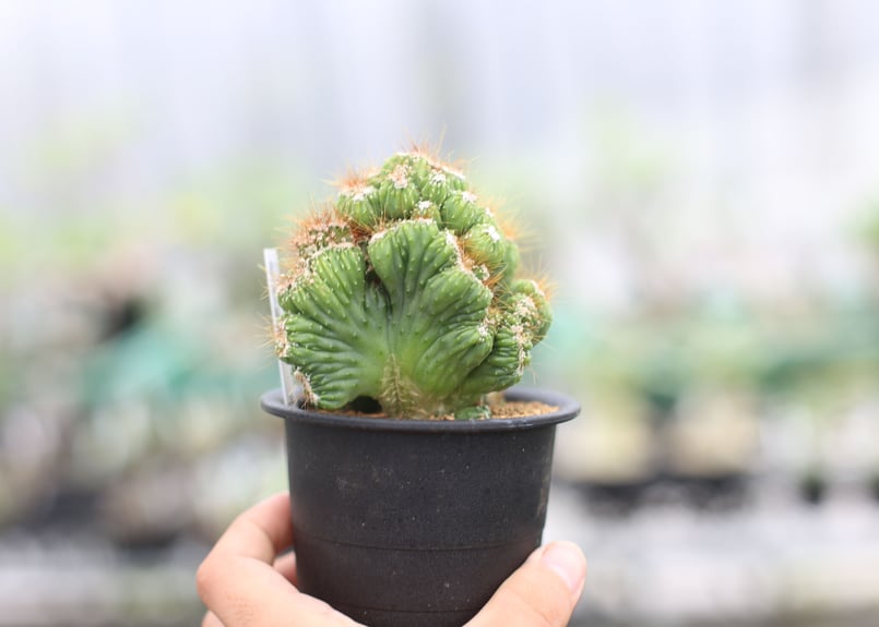 獅子ソテツ 多頭型/抜き苗にて発送 獅子ソテツ 多頭型/抜き苗にて発送