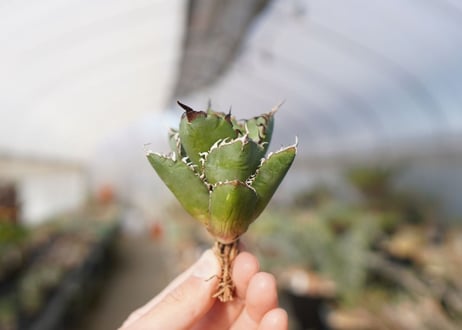 agave titanota FO-76  No.13