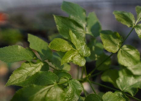 ランネア　パルヴィフォリア　Lannea parvifolia　NO.2