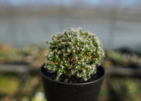 トリコディアデマ　デンサム　Trichodiadema densum  No.2