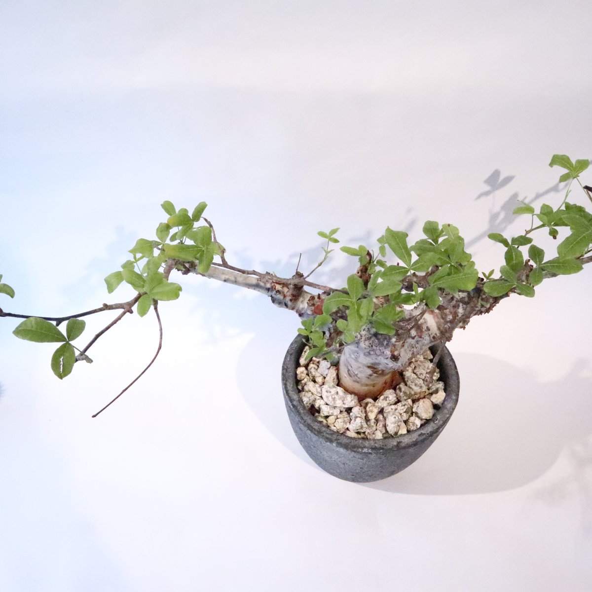 コミフォラ オルビクラリス | mana's farm:塊根植物・アガベ・ドライ