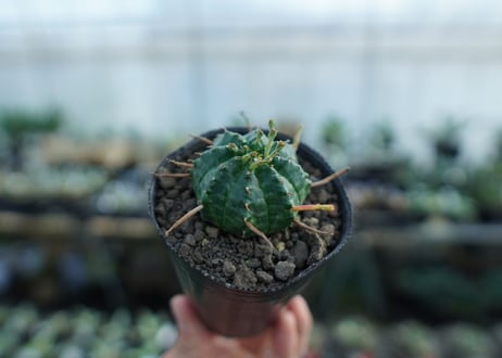 ユーフォルビア　バリダ　Euphorbia valida　No.1