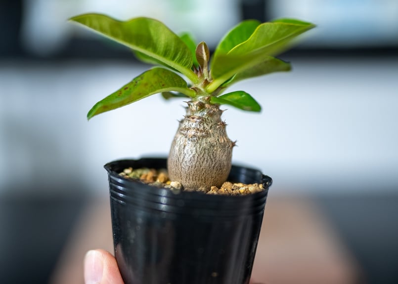 パキポディウム ウィンゾリー 沖縄実生 | mana's farm:塊根植物