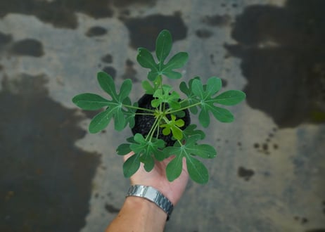 アデニア　グラウカ　Adenia glauca  No.1