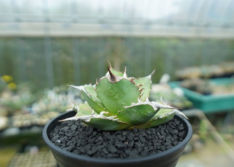 アガベ チタノタ Agave titanota No.3 | mana's farm:塊根植
