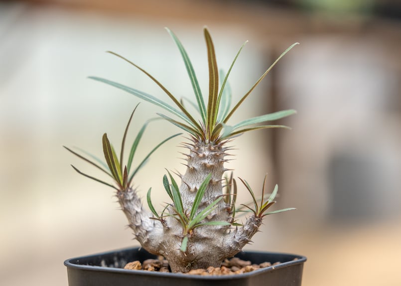 パキポディウム グラキリス 沖縄実生 | mana's farm:塊根植物