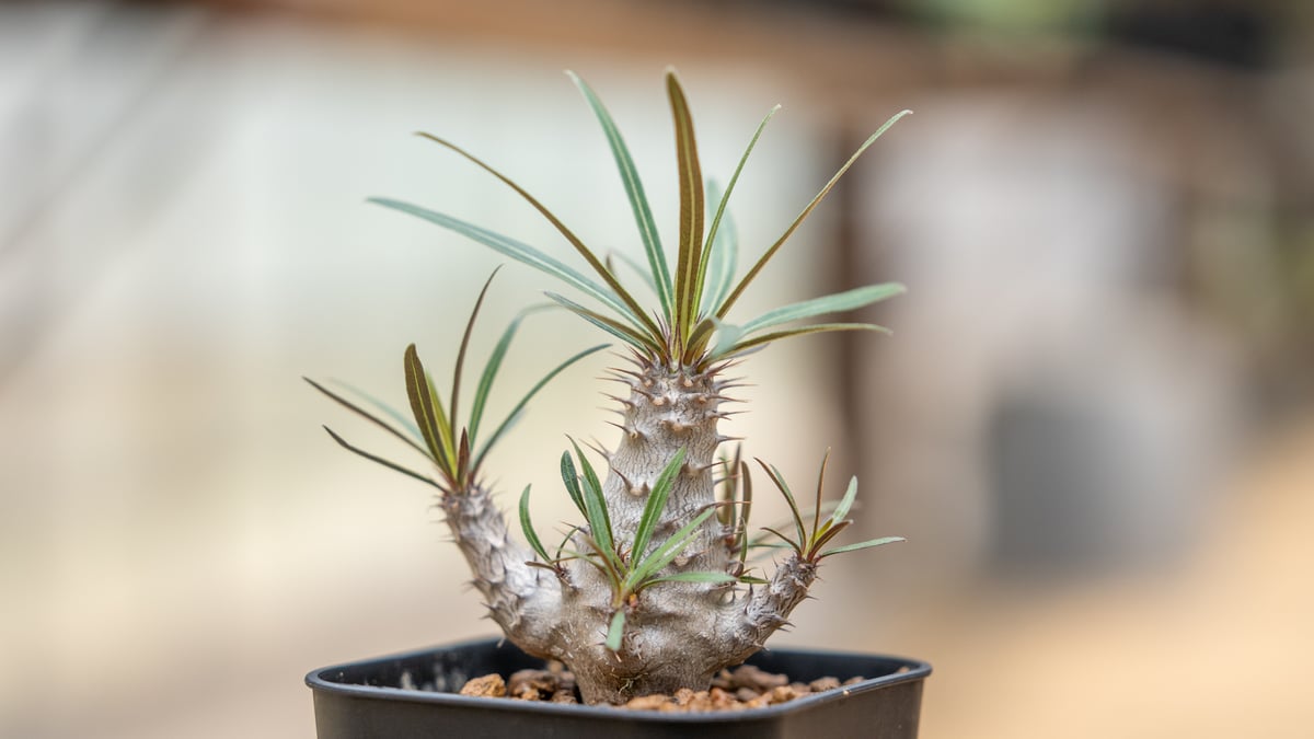 パキポディウム グラキリス 沖縄実生 | mana's farm:塊根植物・アガベ