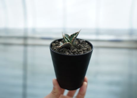アガベ　チタノタ　狼人　agave titanota "狼人"　No.2