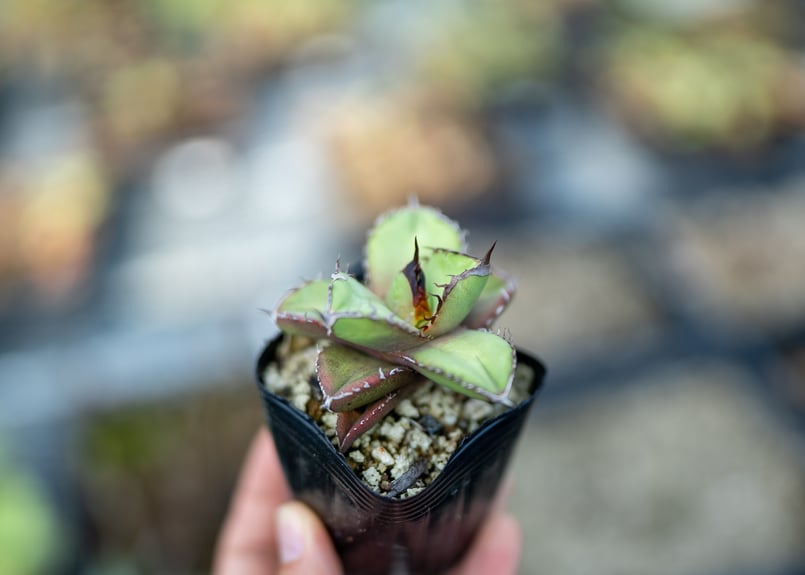 アガベ　オテロイ実生　53 アガベ オテロイ 沖縄実生 | mana's farm:塊根植物・アガベ・ドライ